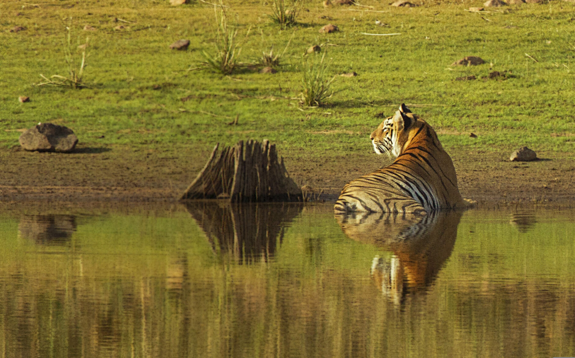 Valmiki Tiger Reserve in West Champaran Bihar Tourism