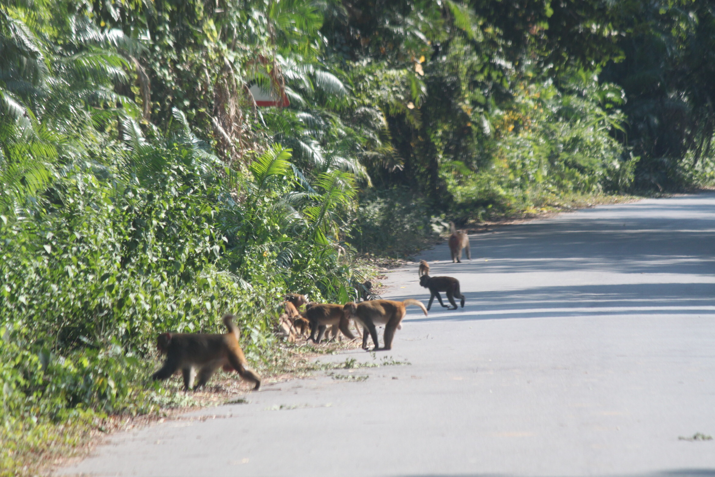 Valmiki Tiger Reserve in West Champaran Bihar Tourism